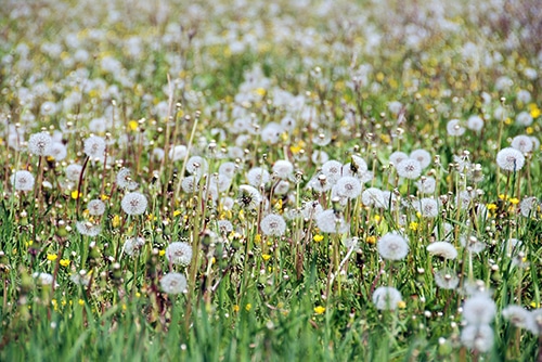 dandelion field for spring cleaning fun